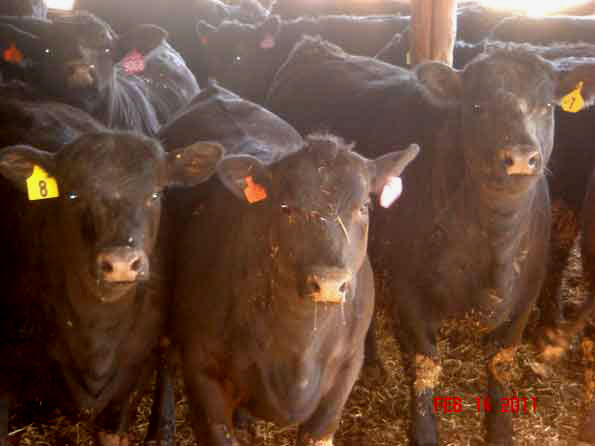 Black Angus Heifers